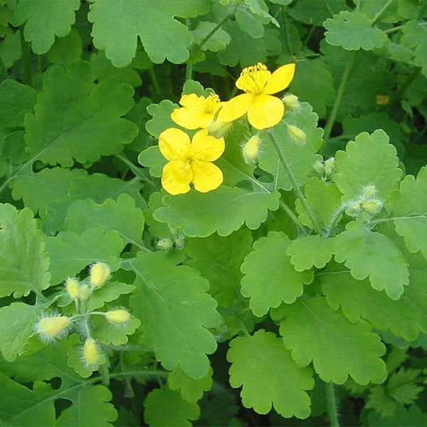 4 petaled Yellow Greater Celandine Flowers with green foliage  