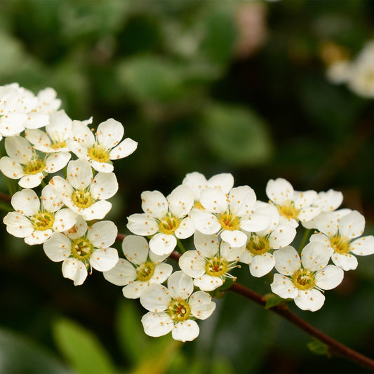 White 5 petaled Hawthorne flowers on branch 