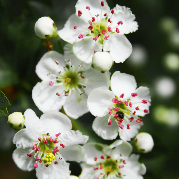 White 5 petaled Hawthorne flowers with pink stamen 