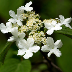 Five petaled white Hobblebush flower bunch with tiny white flowers in the middle 