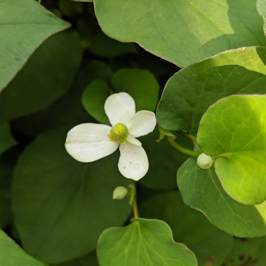 4 petaled Houttuynia flower with yellow cone middle