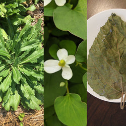 Collage of Isatis leaf, Houttuynia flower, and Dry Alchornea leaf 