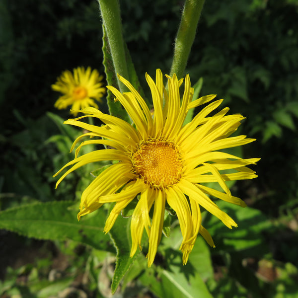 Thin yellow petaled Elecampane flower with green stem & leaves 