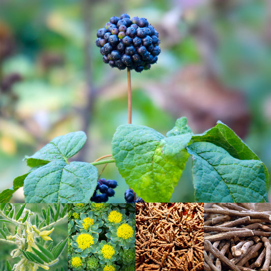 Collage of Eleuthero berry, Ashwagandha, Rhodiola, Cordyceps, and licorice root 