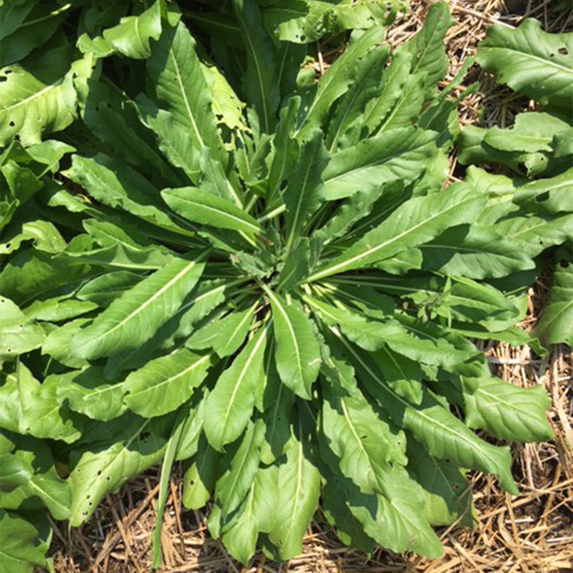 Green Isatis Leaf bunch on growing through straw