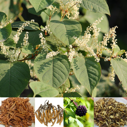 Japanese Knotweed Plus Glycerite