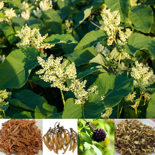 Collage of Japanese Knotweed flowers, Cats claw roots, Cordyceps mushroom, Eleuthero berry, and Licorice Roots
