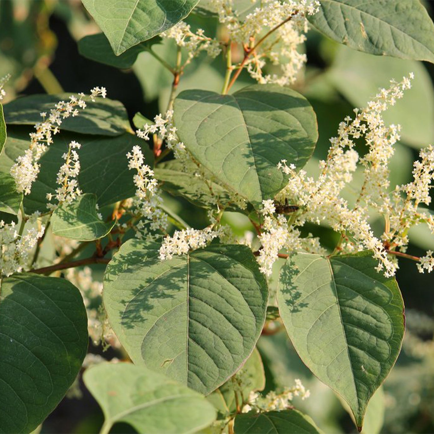 Fluffy white Japanese Knotweed flowers with green leaves 