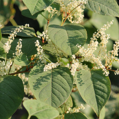 Fluffy white Japanese Knotweed flowers with green leaves 