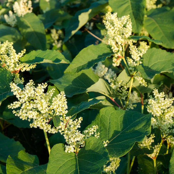 White fluffy Japanese Knotweed flowers with green leaves 