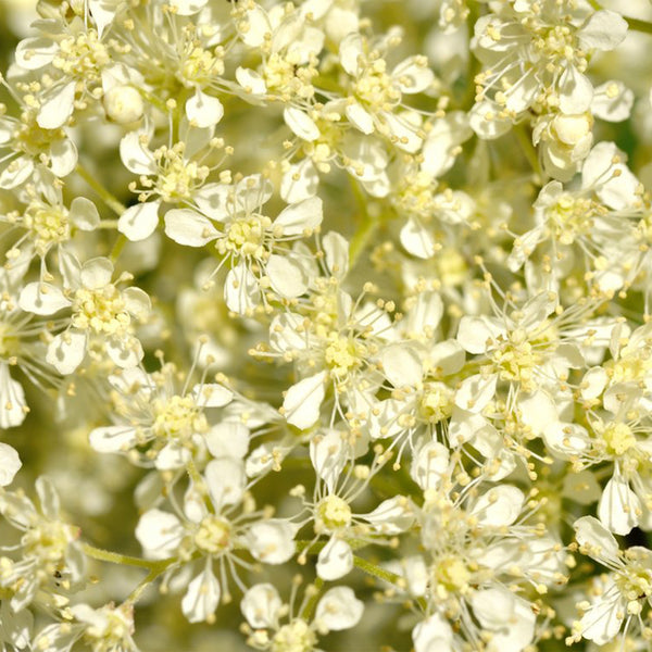 Close up of off white Meadowsweet flowers 