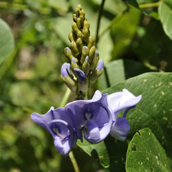 Purple Kudzu flowers with buds against green background 