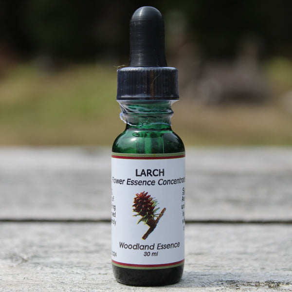 Bottle of Larch Flower Essence on picnic table 