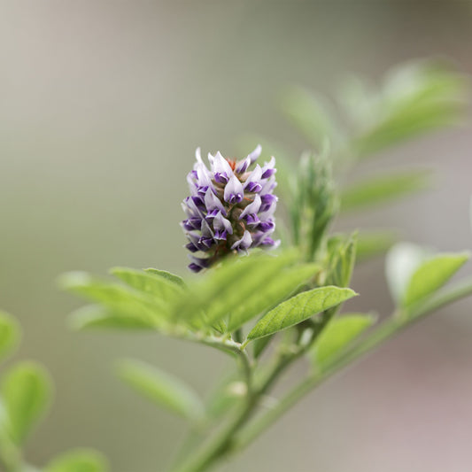 Purple Licorice flower 