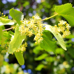 Yellow Linden flower bunch on branch with green leaves 
