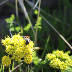 Yellow Lomatium Flowers with bee 