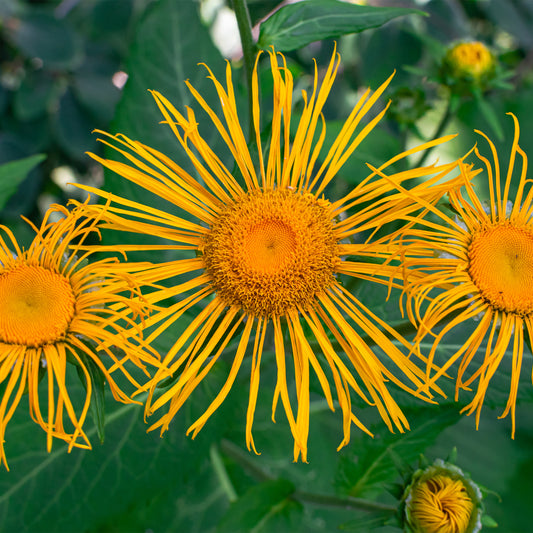 Yellow Elecampane flowers 