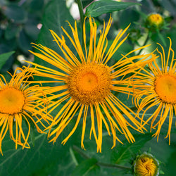 Yellow Elecampane flowers 