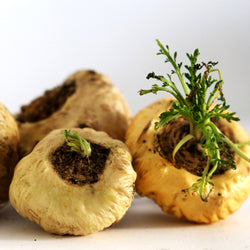Round Maca Roots with green top 