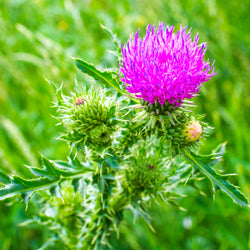 Milk Thistle green foliage with pink flower 