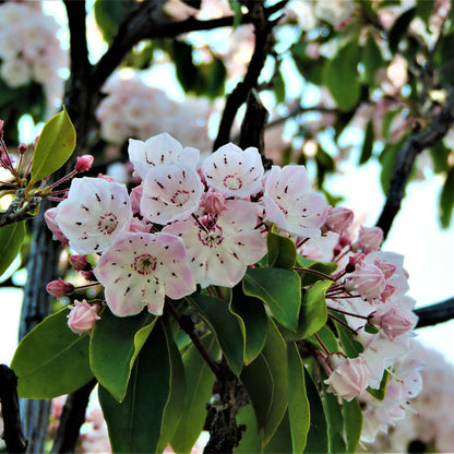 White cup shaped Mountain laurel flowers with pink edges and green leaves 