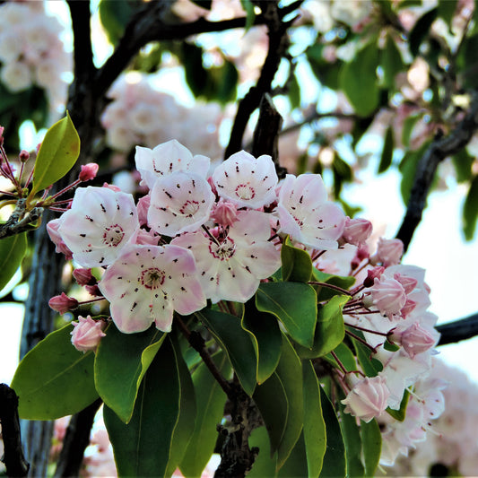 White cup shaped Mountain laurel flowers with pink edges and green leaves 