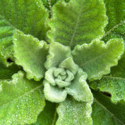 Fuzzy green Mullein leaves close up 