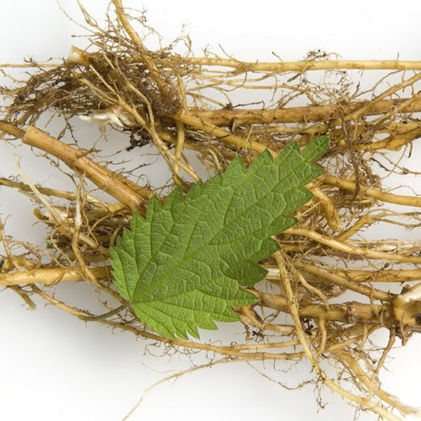 One Nettle lead sitting on top of thin nettle roots 
