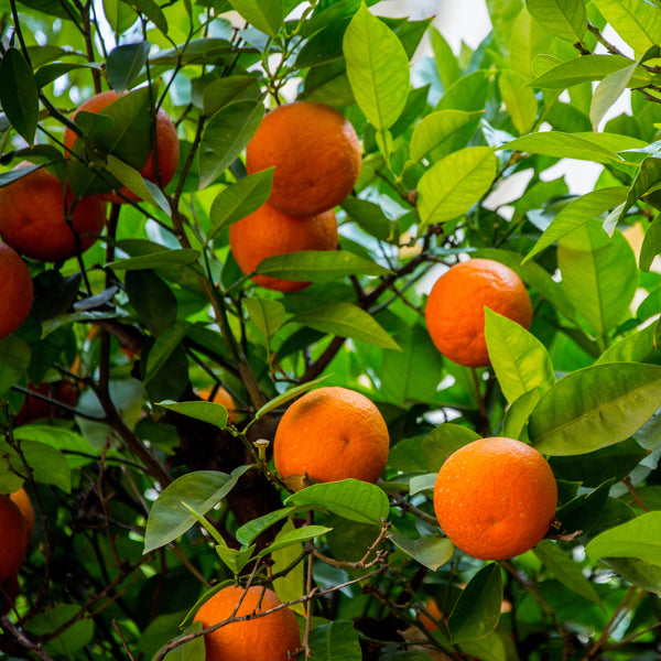 Orange fruit with green leaves 