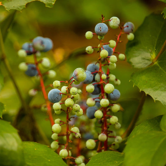 Oregon Grape Root berries and leaves 