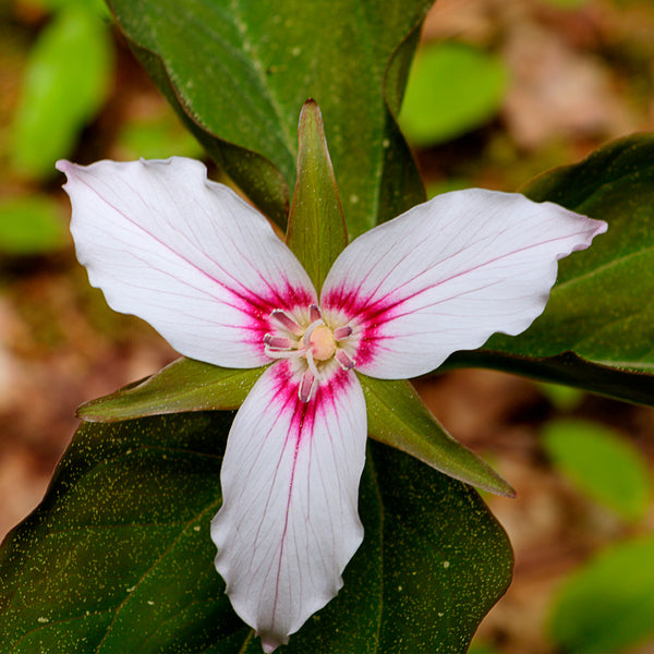 White 3 petaled trillium flower with pink middle  