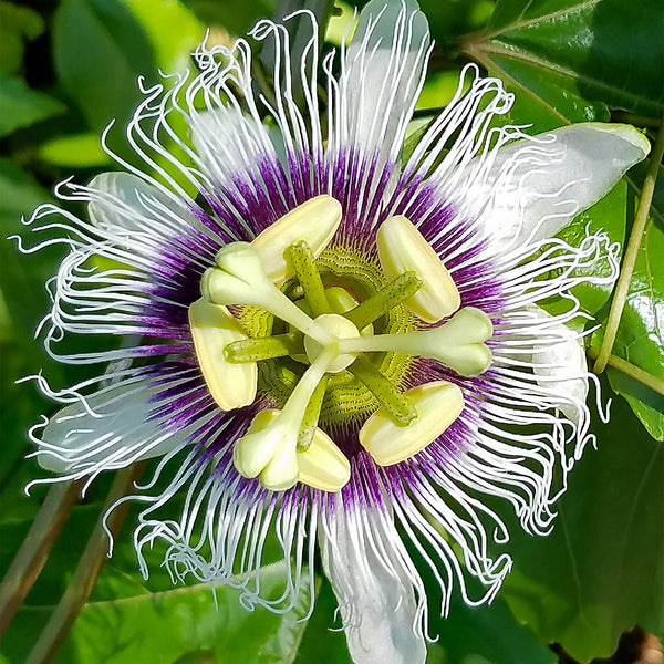 White Passionflower with purple and yellow middle