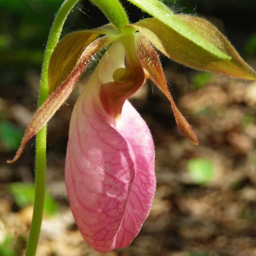 Pink Lady Slipper Flower Essence Woodland Essence