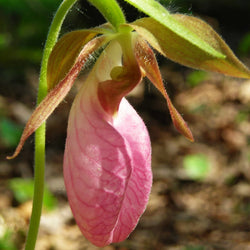 Pink Lady's slipper flower and stem 