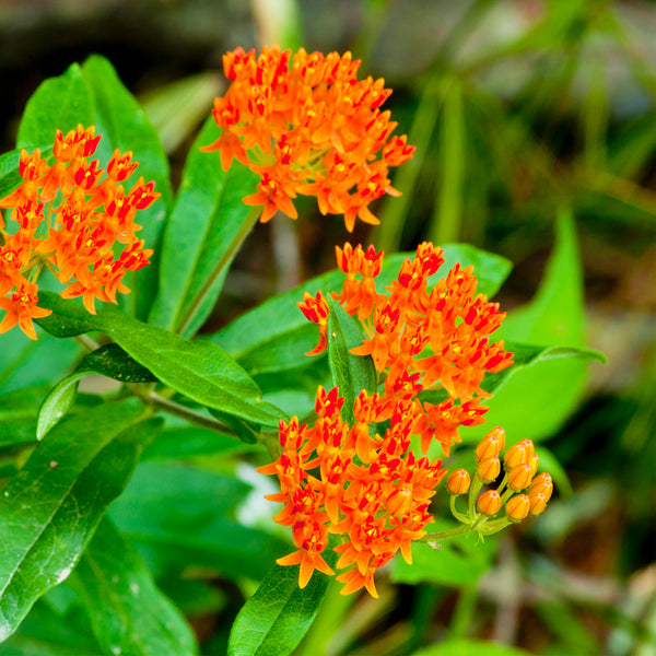 Bright orange Pleurisy flowers with green oval leaves 