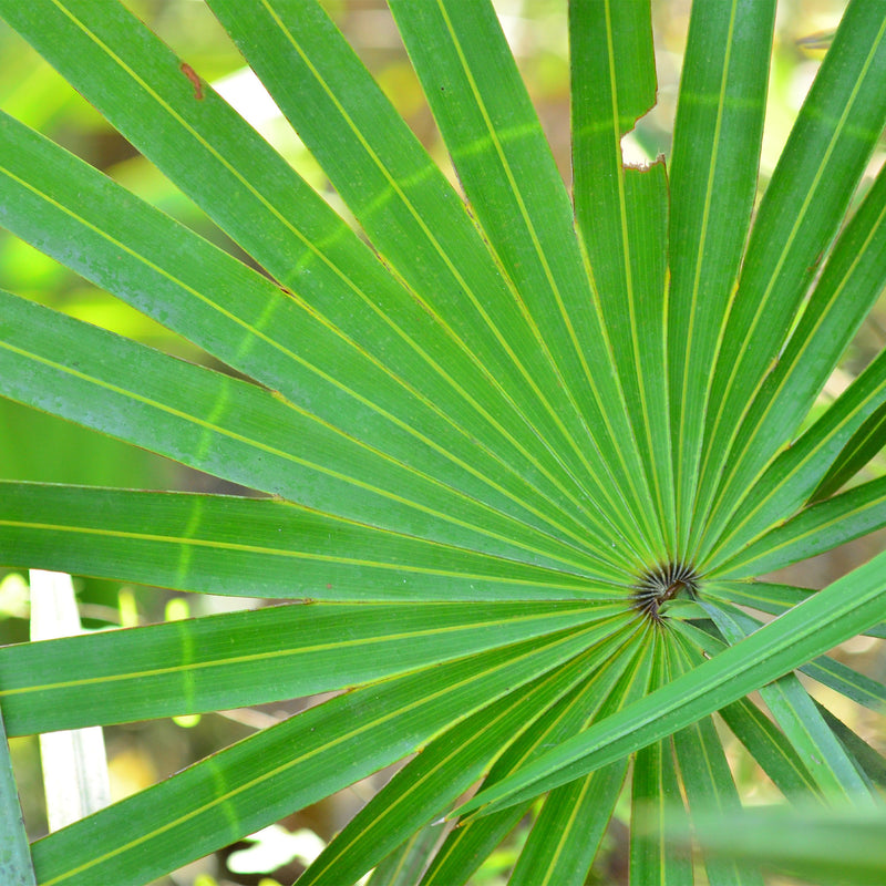 Green fanned out Saw Palmetto leaf 