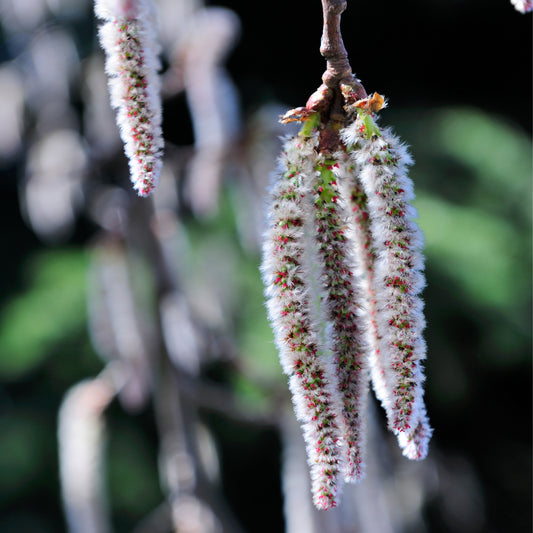 Long fluffy Quaking Aspen flowers hanging from branch 