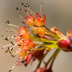 Close up of Red Maple flower bunch 
