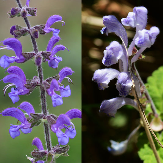 Collage of purple Red Sage & purple Baikal Skullcap flowers 