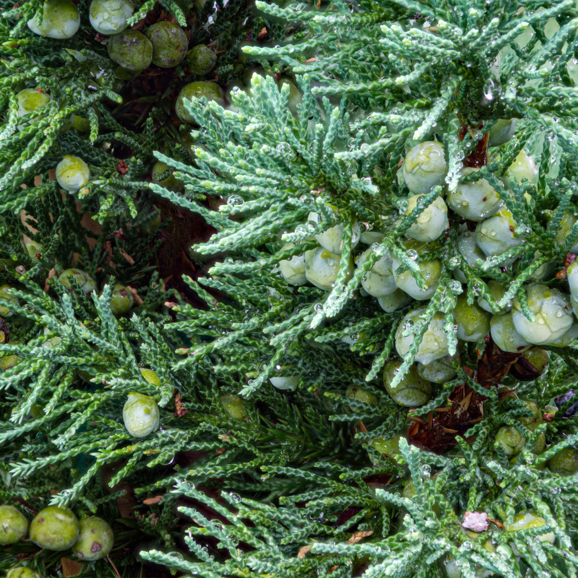 Red Cedar needles and branches with new cone growth 