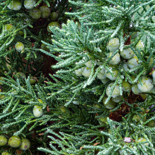 Red Cedar needles and branches with new cone growth 