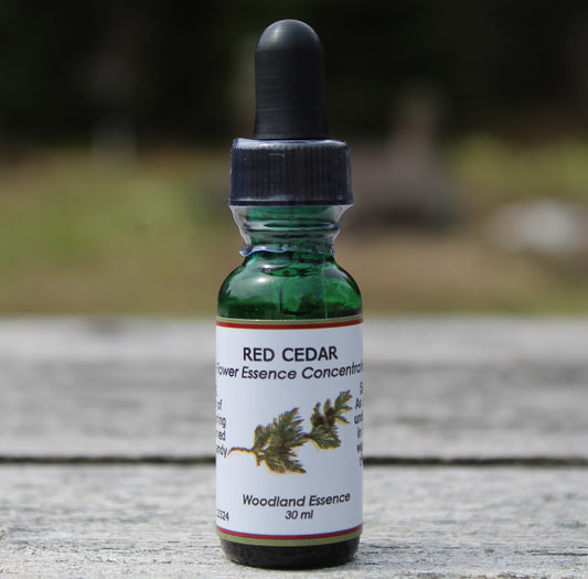 Bottle of Red Cedar Flower Essence on picnic table 