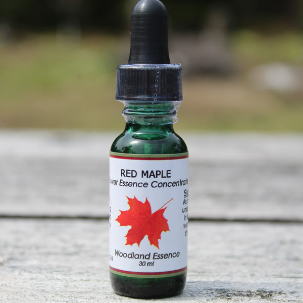 Bottle of Red Maple Flower Essence on picnic table 