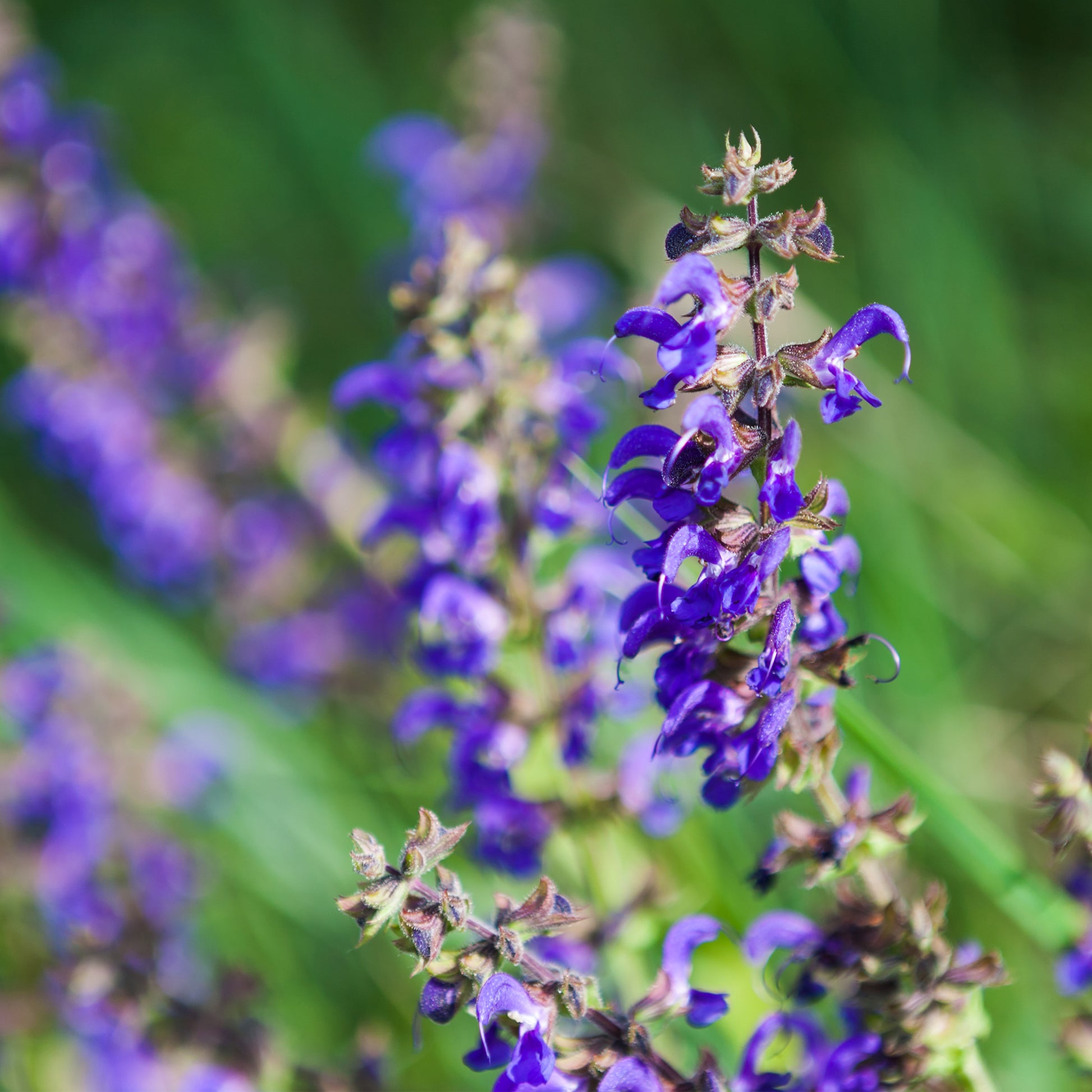 Purple Red Sage flowers 