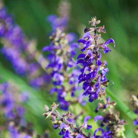 Purple Red Sage flowers 