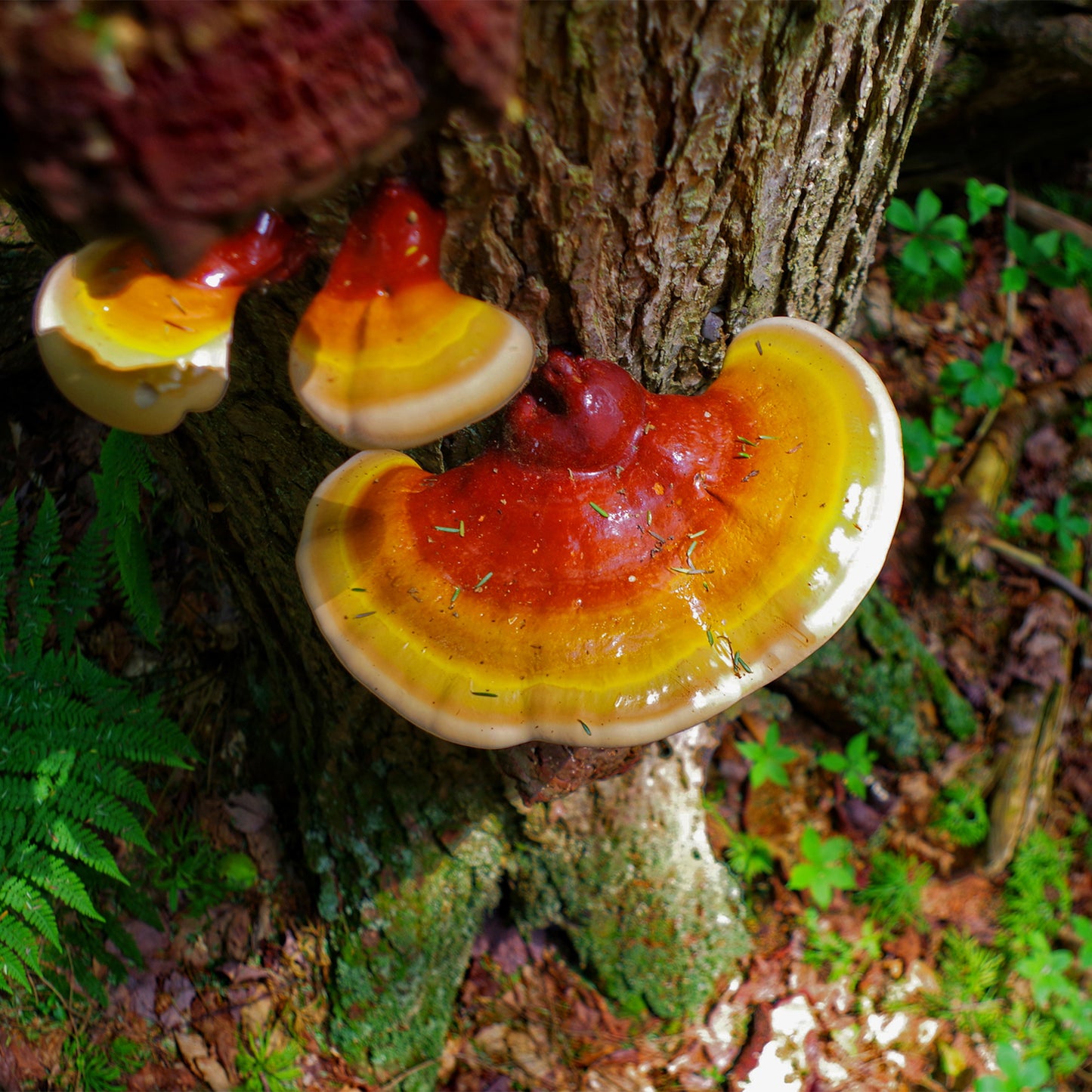 Glossy Reishi Mushrooms on tree 