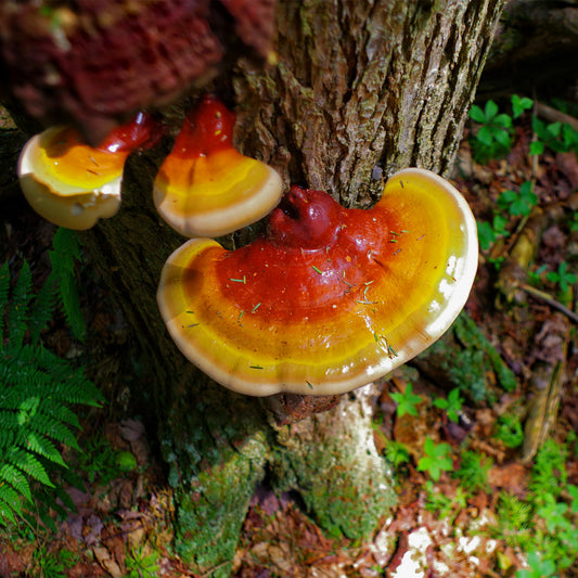 Glossy Reishi Mushrooms on tree 