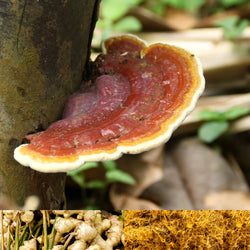 Collage of Reishi mushroom, Ginger roots and Licorice roots 