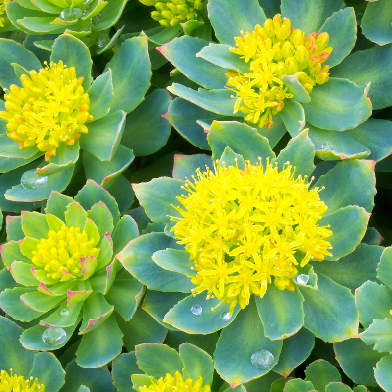 Rhodiola leaves and yellow flower bunch 