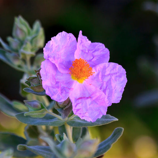 Bright pink crinkled Cistus Incanus flower with bright orange middle 